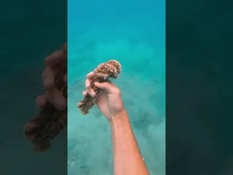 i can't believe i found this