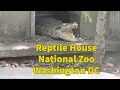 Gators Snakes More at the Reptile House National Zoo Washington DC