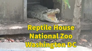 Gators Snakes More at the Reptile House National Zoo Washington DC