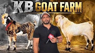 Showstopper Gujri & Sojat Andul at KB Goat Farm Bhiwandi Mumbai 
