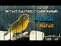 Download Lagu PLECI NEMBAK PANJANG 1 NAFAS 4 LAGU,SANGAT COCOK UNTUK MASTERAN G12 || JOKEN - FAUZI NV88