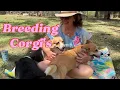 Breeding Corgi s