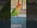 Download Lagu Peach Faced Rosy African Love Bird Chirping Sounds Loud #singing #talking #lovebird