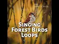 Birds Trilling and Forest Noise 2 Loop