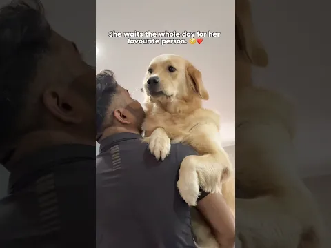 She waits the whole day for her favourite person.🥹❤️ #love #goldenretriever  #chikusjoey #shorts