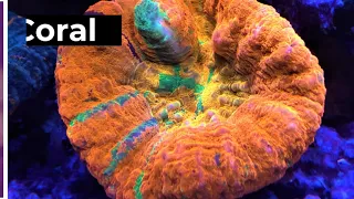 Absolutely Fish Naturals