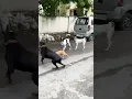 Download Lagu Street Dog Attack on Doberman Dog 😈 😈 || Dog fight Brave Small dog Attack on Doberman Dog #shorts
