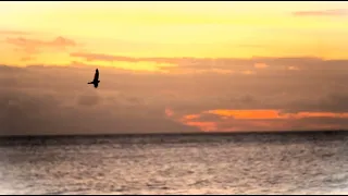 بحر الحياة   محمد منير دندنها
