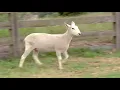 LOT 11 - HIGH ROAD SHEEP