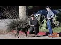 Chris Pine and Dad Take His Dog For a Walk During the Holidays