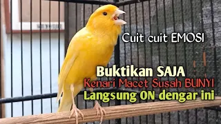 Download Kenari gacor cuit cuit NgeroL, Pancingan kenari paud belajar bunyi,Pancingan Kenari BISU Susah Bunyi MP3