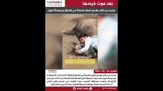 الشيخ محمد بن راشد يهدي طفلة عراقية مجموعة خيول بعد بكائها بحرقة على نفوق فرسها 