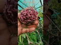 Download Lagu Gorgeous Hoya And Monsoon Flowers From Our Rooftop Garden ! #hoya #plant #garden #flowers