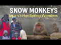 Jigokudani Snow Monkey Park Walkthrough Japan s Wild Onsen Monkeys in the Mountains