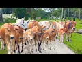 Download Lagu Kerumunan Sapi Kampung Berlari sambil berenang di Sungai, Suara Sapi Moo, Sapi Lucu Di Kubangan Air