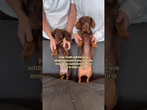 are you brave enough? #minidachshund #puppy #cutedog #funnydogs #cutepuppy #cutepets #cute #dog #pet