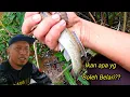 Download Lagu Ikan Belacak Boleh Belari Dan Lompat-Lompat#gengdunia 