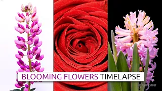 Mesmerizing Blooming Flowers Time-lapse - Mozart: Eine kleine Nachtmusik