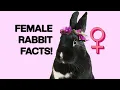 8 Facts about Female Rabbits You Should Know