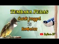 Download Lagu Masteran cucak jenggot vs rambatan loreng nyerecet tajam
