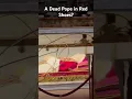 Download Lagu St Peter’s Basilica - Where most Popes are Buried