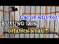 PANCINGAN POKSAY JAMBUL GACOR