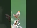 Burung Wren - Chirping Birds #birds #berkicau #burungkicau #burung #soundbirds #fyp #birdsounds
