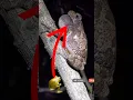 Download Lagu Gray Tree Frog Going FULL Concert Mode 😂 Loudest Croak Ever! #frogshorts #funnyanimals #naturevibes