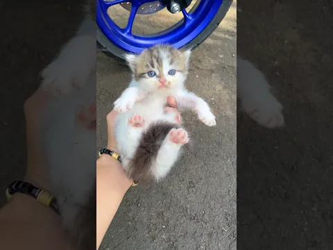 Adopt a kitten that is stuck looking for its mother #catvideos #kitten #cat #kucing #kucinglucu