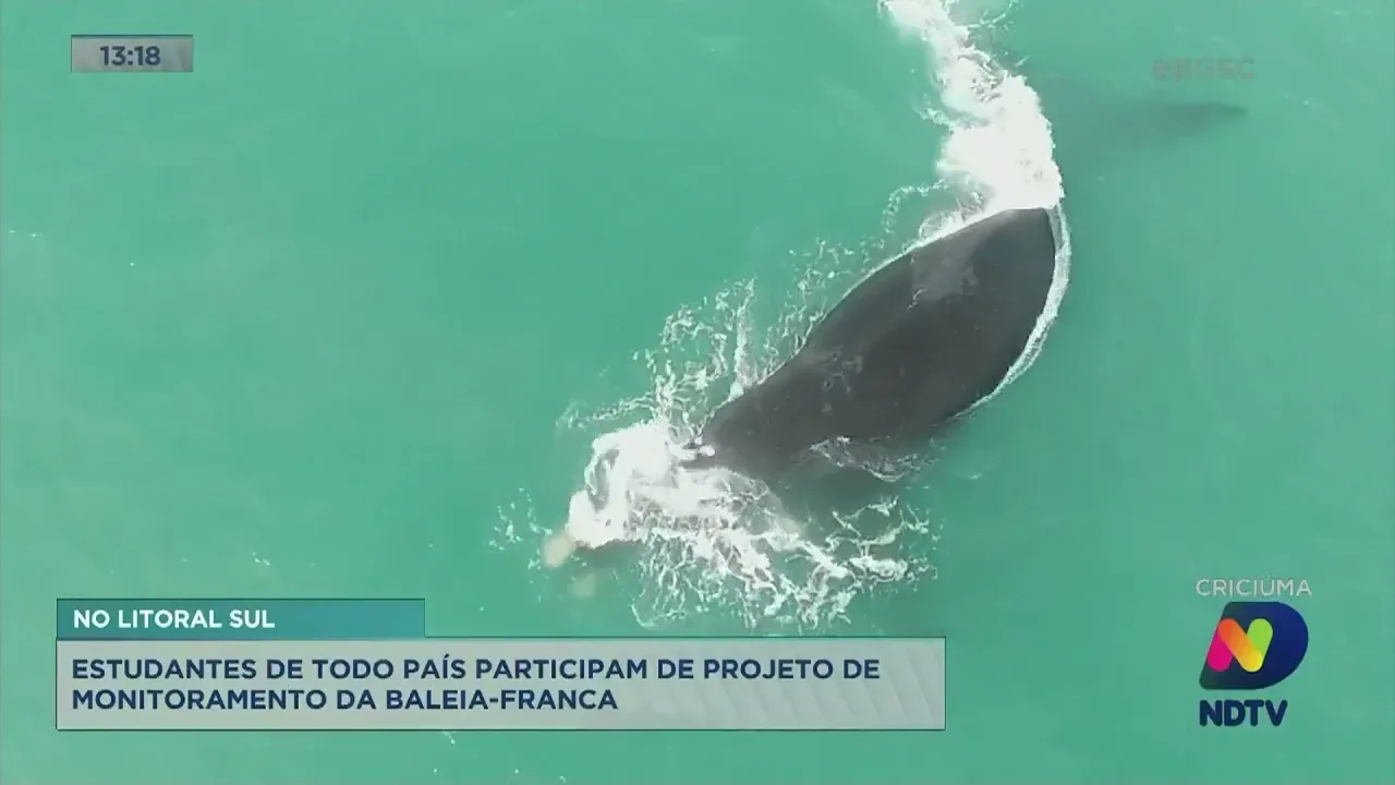 Estudantes de todo país participam de projeto de monitoramento da baleia-franca no litoral Sul