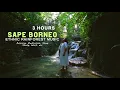 Download Lagu 3 Hours Sape Borneo Ethnic Music | Rainforest Vibes For Meditation, Relaxing, Mindfulness. etc