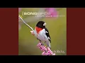 Download Lagu Hermit Thrush and Red-Eyed Vireo