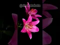Download Lagu Time lapse bunga mekar #timelapse #flowers #bunga #tanamanhias