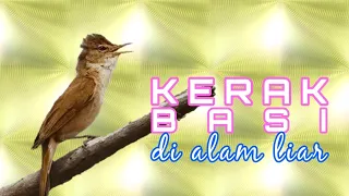 Download KERAK BASI DI ALAM LIAR MP3