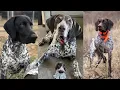 German shorthaired pointer Funny and Cute dog compilation in 2025