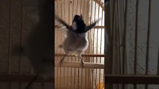 تغريد بلبل لتحفيز البلابل ع التغريد لا تنسون الاشتراك بلقناه 