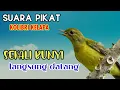 Download Lagu Mikat Pakai Mp3 Korlap Betina Memanggil Jantan