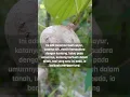 Download Lagu KENTANG GANTUNG, RASANYA LEBIH LEMBUT