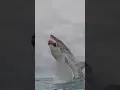 Download Lagu TOP 5 ANIMALS THAT COULD ABSOLUTELY MURDER A GREAT WHITE SHARK 🦈😨 #scaryocean #shorts