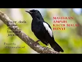 Download Lagu SUARA KACER LOKAL || MASTERAN KACER DADA HITAM || KACER DADA HITAM || KACER NGEPLONG @kicauplatad9859