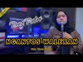Download Lagu NGANTOS WALERAN - UJANG COPLOX (LIVE COVER NENG PUTRI) VERSI AKUSTIK MP3
