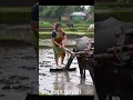 Lagu 30-Year-Old Woman Ploughing with Buffaloes in Heavy Rain | Indian Village Life 🌾🌧️