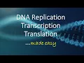 DNA Replication Transcription Translation