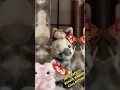 Ty Cats beanie babies collection
