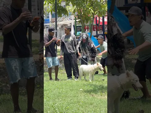 El lobo perdido 🐺😱🤭🤣🤣🤣 #viralshorts