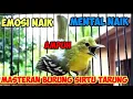Lagu Burung sirtu tarung II suara burung sirtu tarung mp3 II suaraburung sirtu tarung pikat ampuh