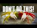 WHAT HAPPENS WHEN YOU MIX VAMPIRE CRAB SPECIES COLORS