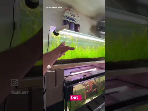 Breeding shrimp, guppies and cichlids??