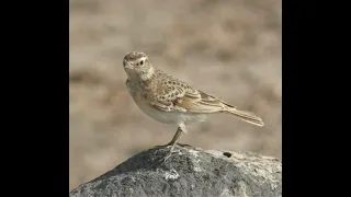 افضل صوت المطوق ٢٠٣٢ للصيد صوت ممتاز لصيد المطوق 