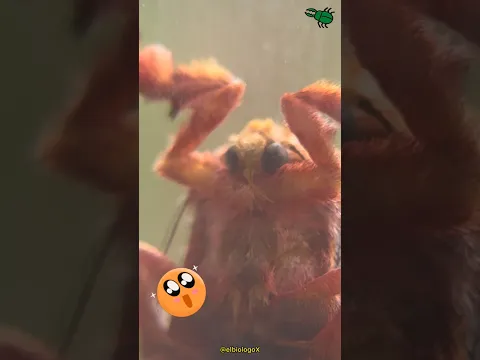 Día #1 Grabando Bichos Extraños 🤯⚡️(el peludo 😍)